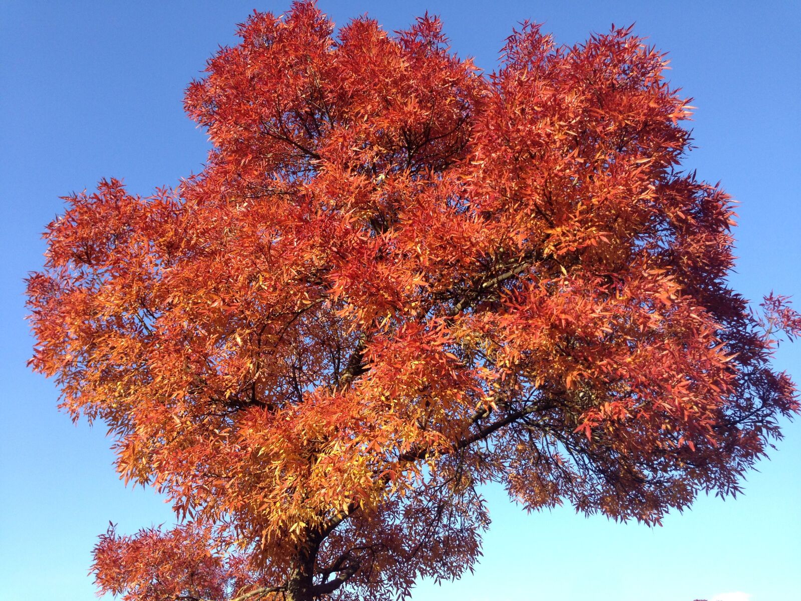 Apple iPhone 5 sample photo. Tree, sky, contrast photography