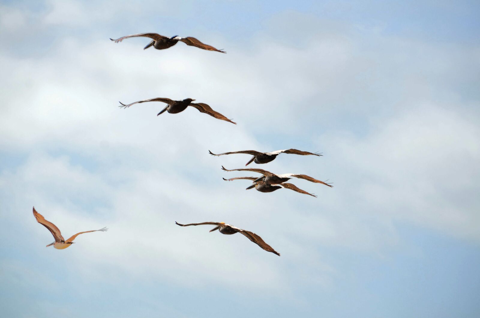 Nikon D7000 sample photo. Pelicans flying, pelicans, wildlife photography