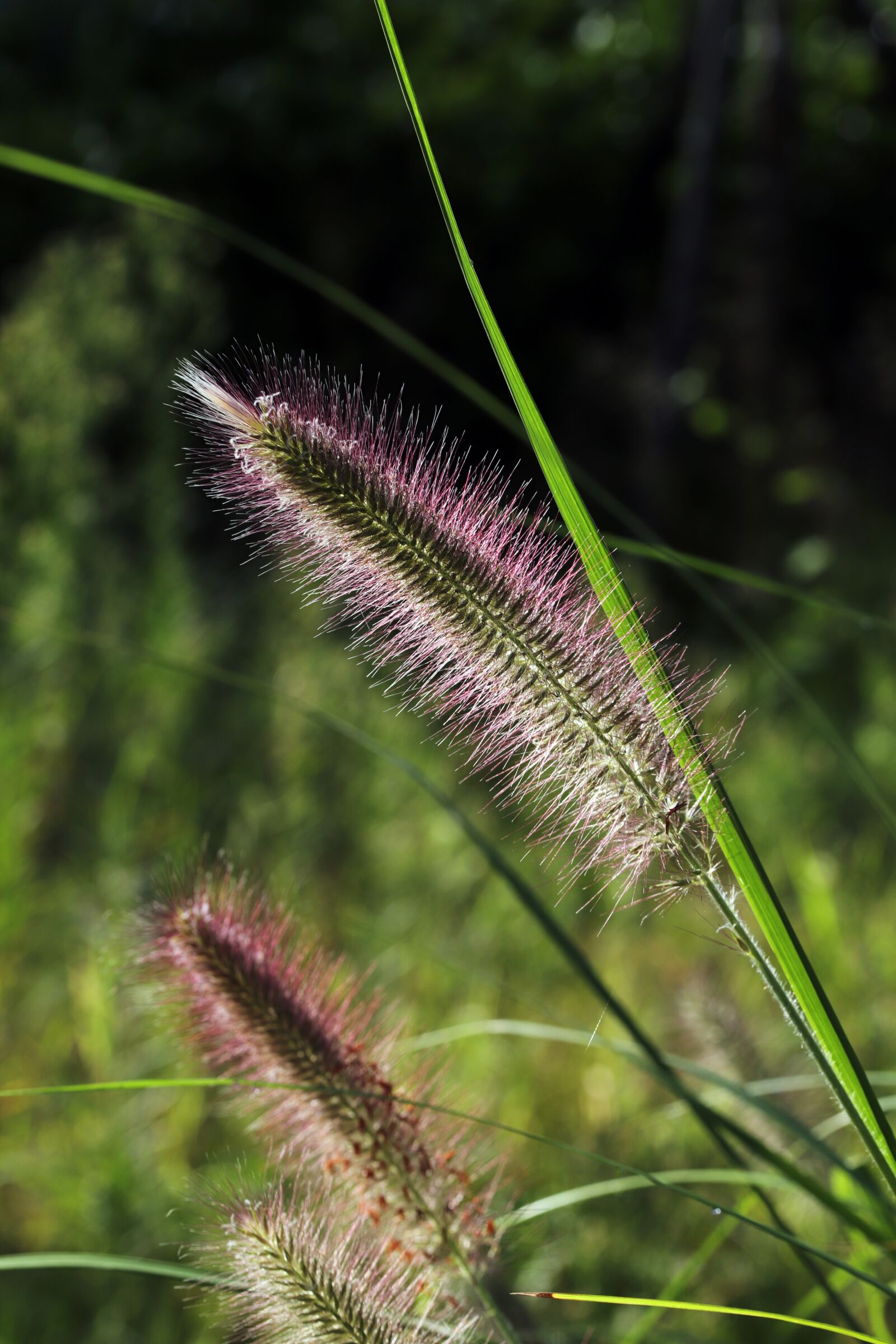 Canon EOS 6D Mark II sample photo. Foxtail, light, green photography
