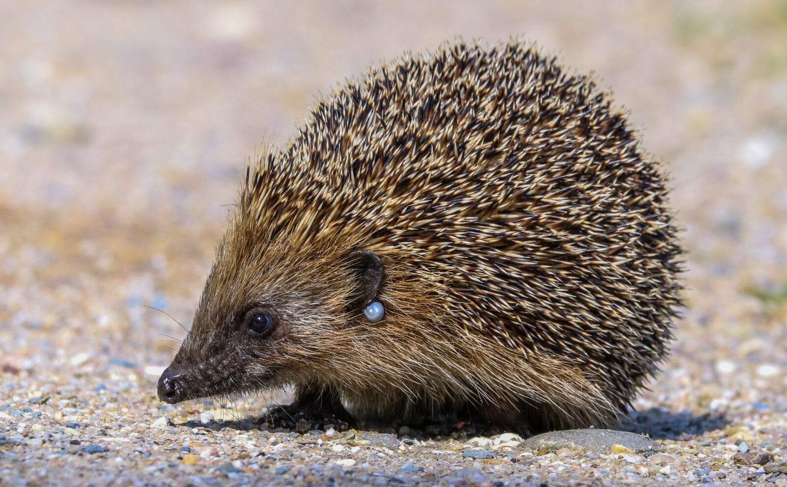 150-600mm F5-6.3 DG OS HSM | Contemporary 015 sample photo. Animal, hedgehog, spur photography