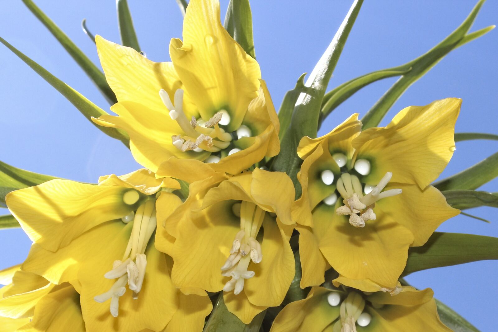 Canon EOS 600D (Rebel EOS T3i / EOS Kiss X5) sample photo. Imperial crown, spring, flowers photography