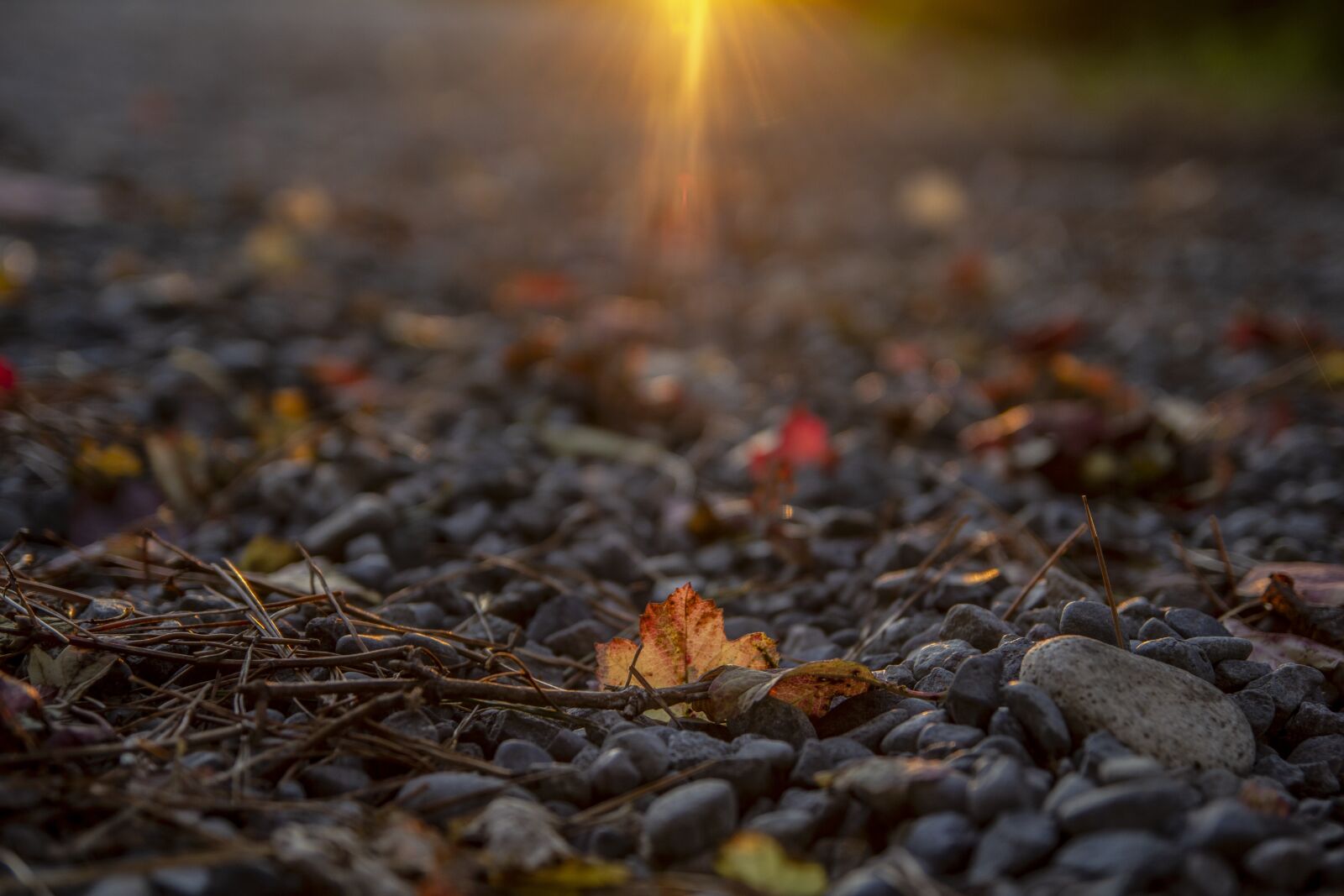 Tamron SP AF 17-50mm F2.8 XR Di II LD Aspherical (IF) sample photo. Autumn, leaves, nature photography