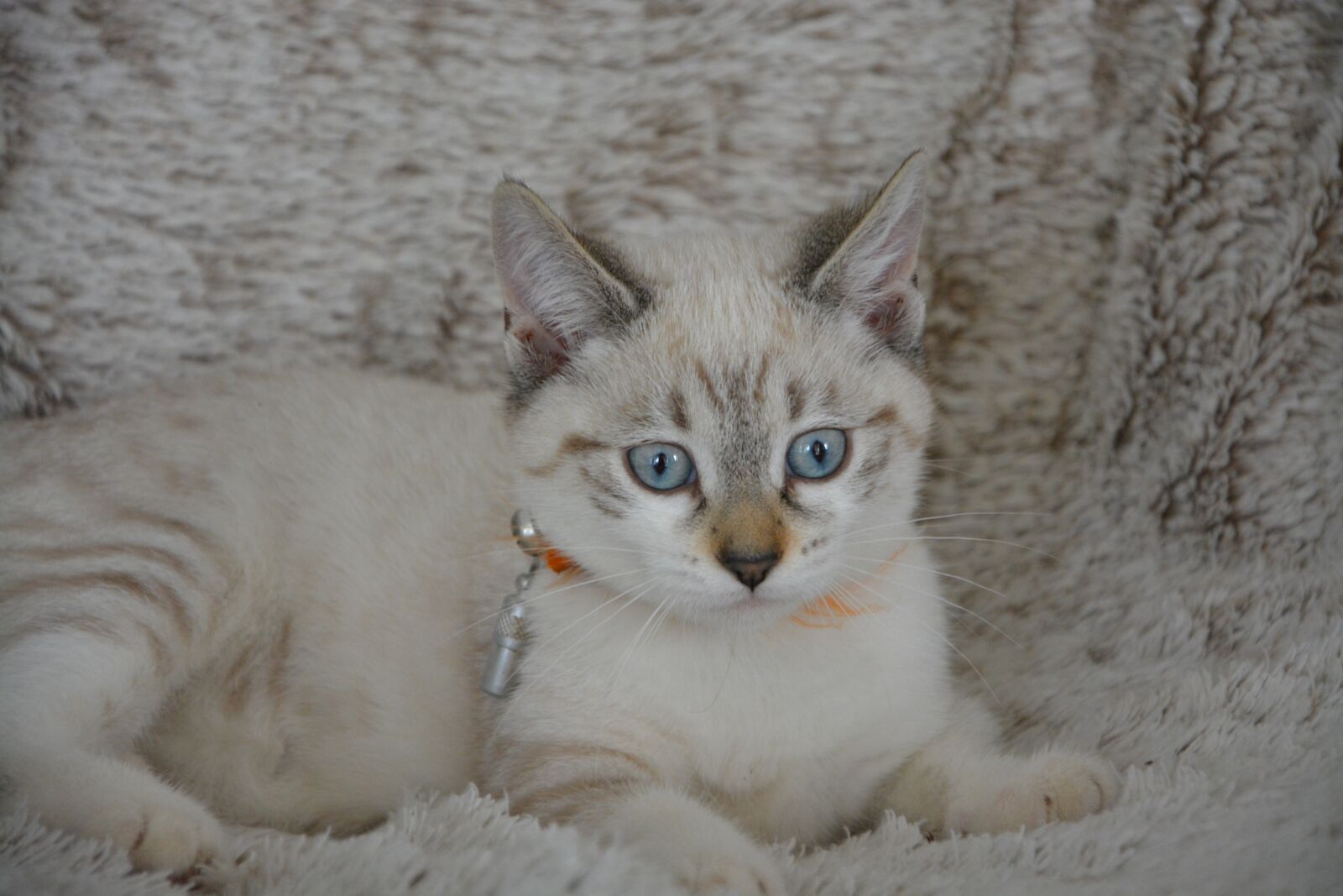 Nikon D5200 sample photo. Cat, kitten, blue eyes photography