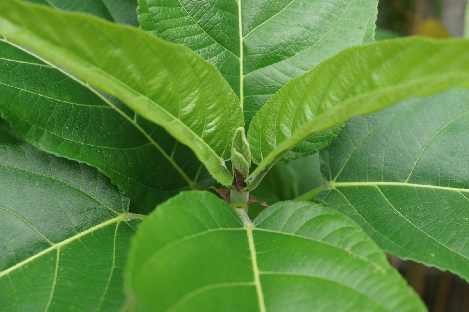 Sony Cyber-shot DSC-RX1R sample photo. Young leaves, growth, survival photography