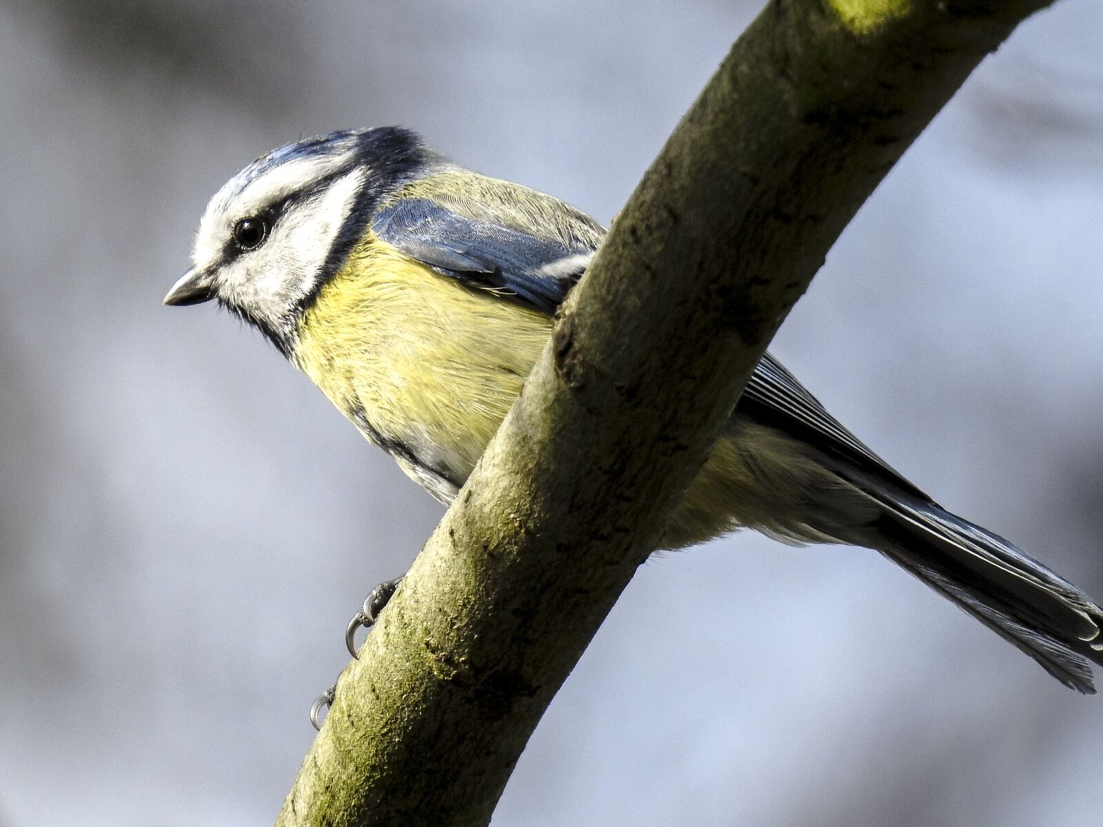Nikon Coolpix P900 sample photo. Blue tit, tit, songbird photography
