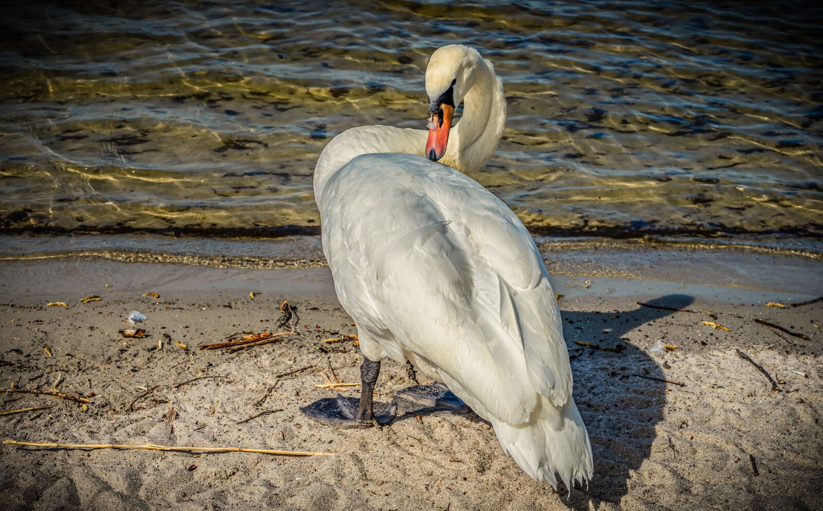 Sony a7 II + Sony FE 28-70mm F3.5-5.6 OSS sample photo. Swan, water, lake photography