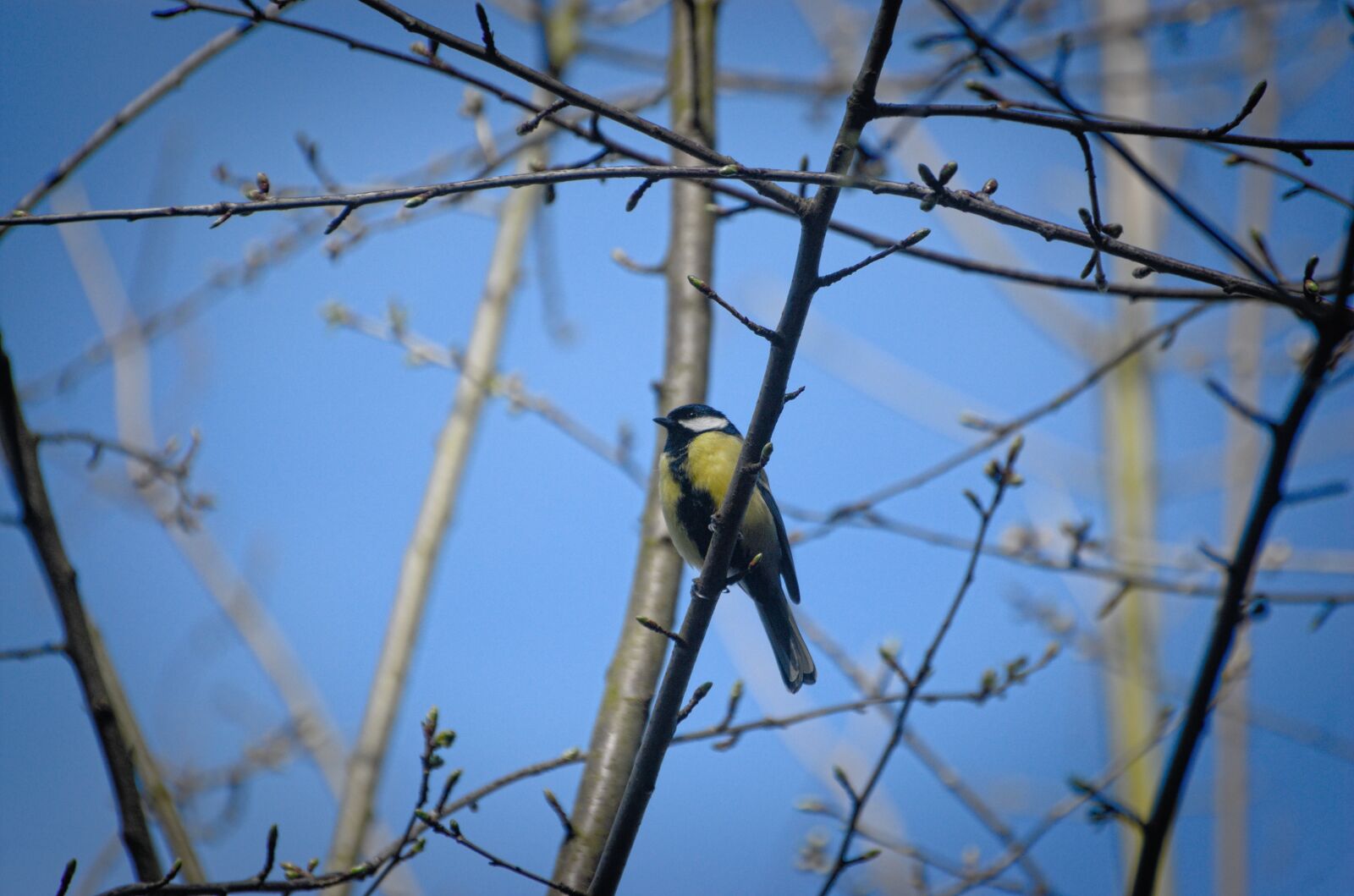 Nikon D70 sample photo. Tit, bird, songbird photography
