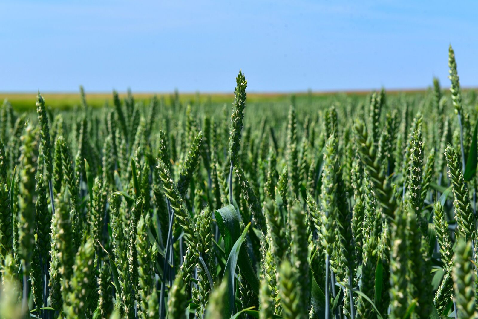 Nikon D750 sample photo. Wheat, by chaitanya k photography
