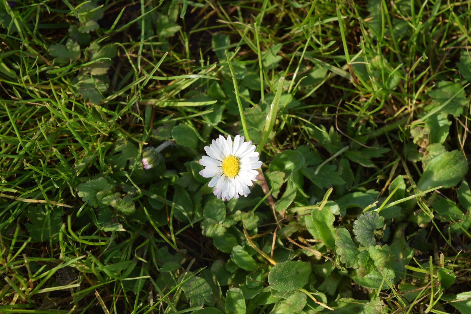 Nikon D3300 sample photo. Daisy, rush, grass photography