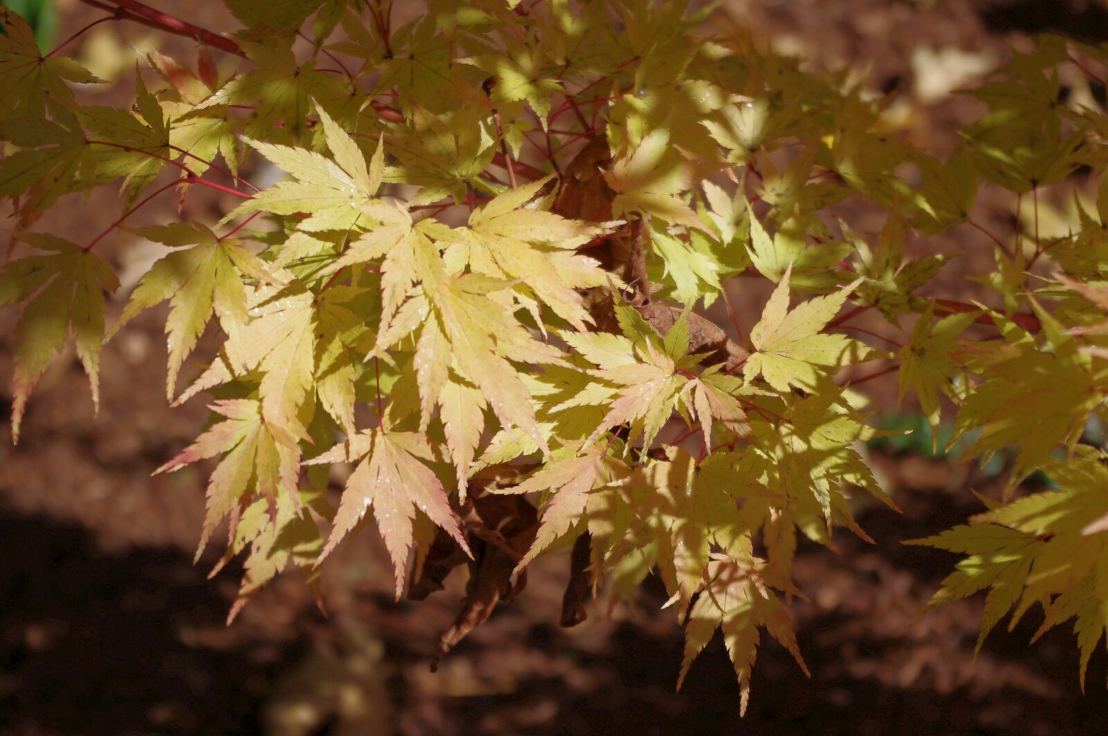 Pentax K-x sample photo. Fall, leaves, gold photography