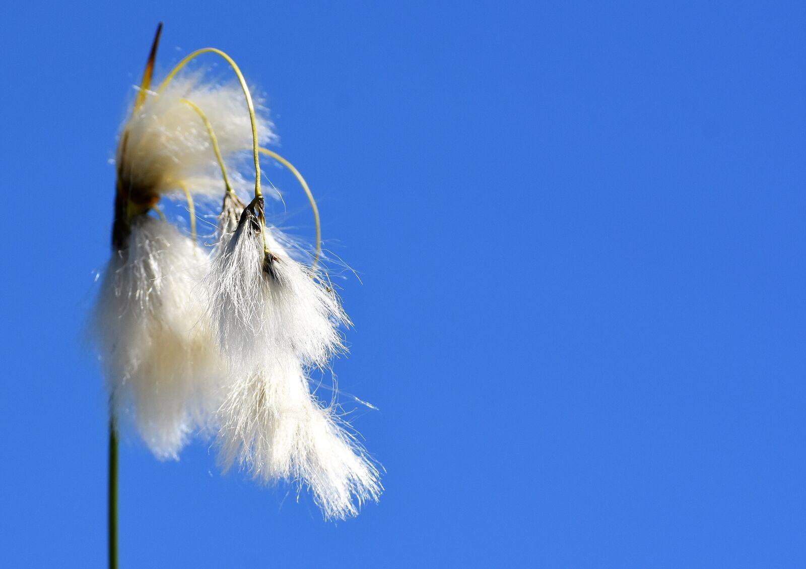 Nikon D7200 sample photo. Constance beach schmielen, deschampsia photography