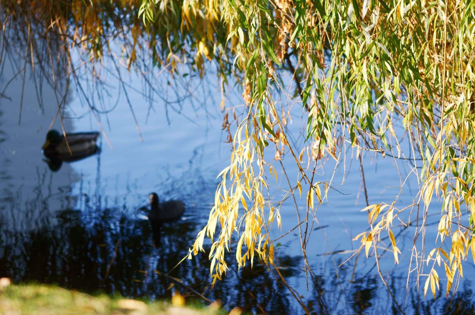Nikon D5100 sample photo. Landscape, autumn, lake photography