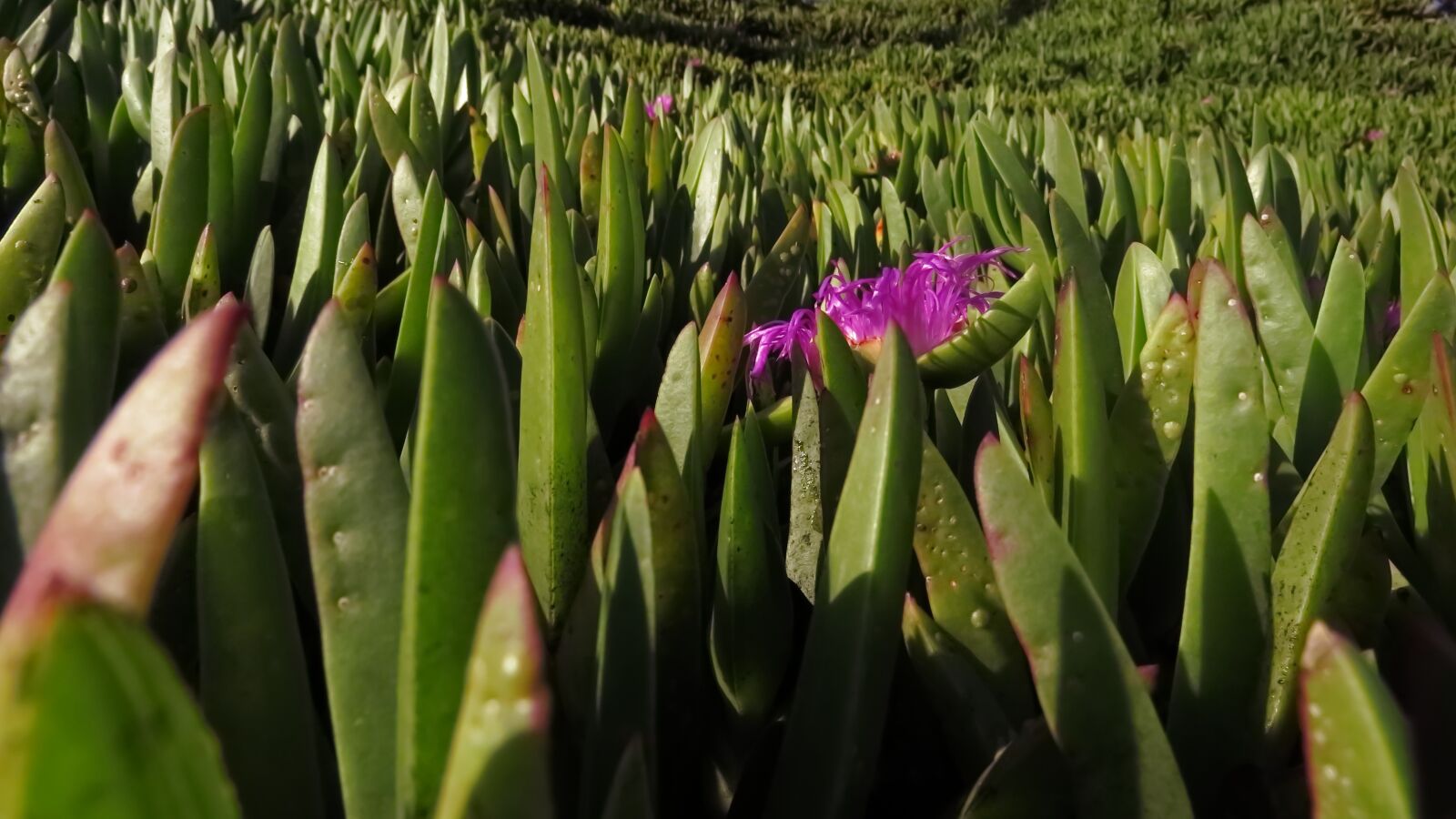 Canon PowerShot SX60 HS sample photo. Green, nature, flower photography