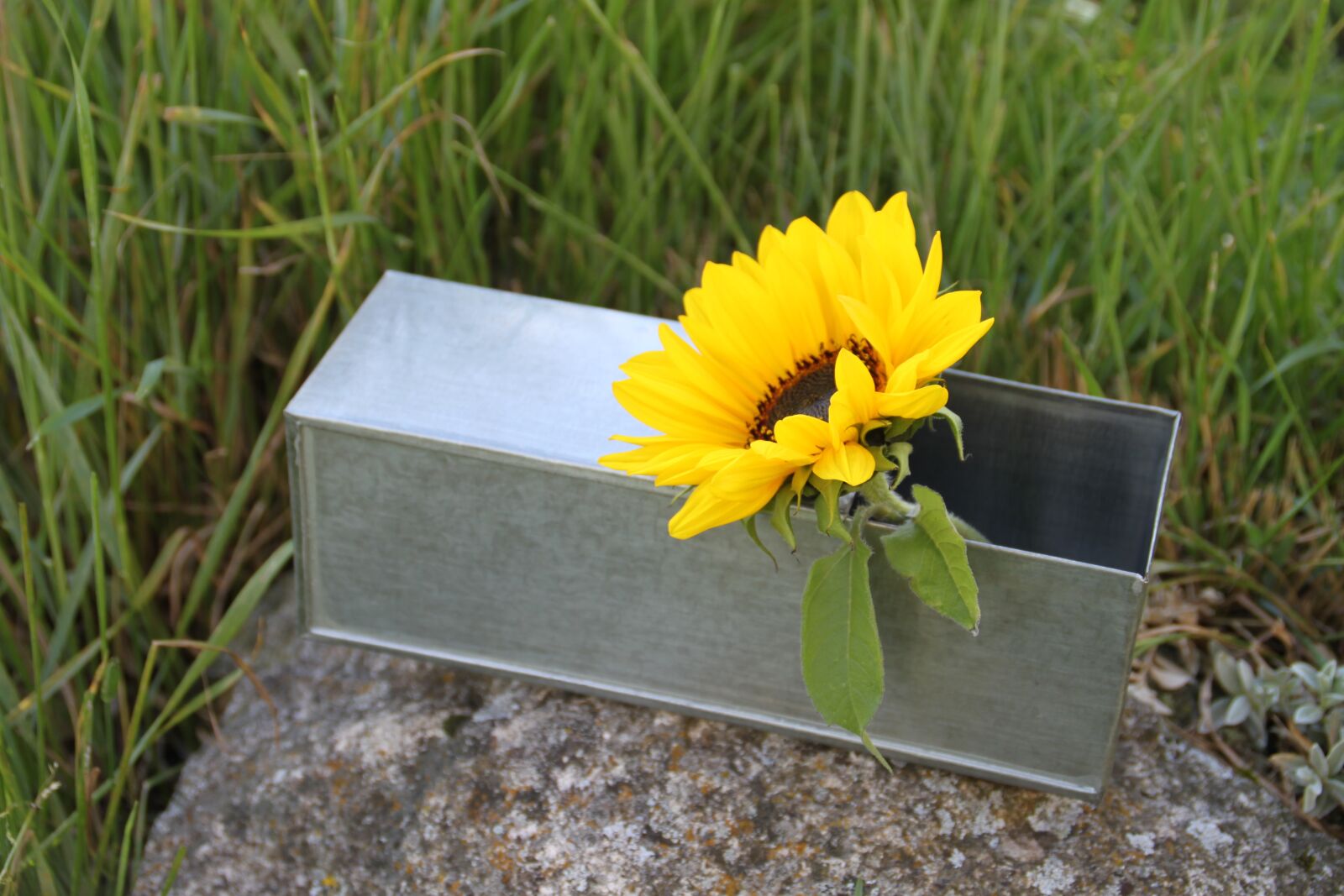 Canon EOS 500D (EOS Rebel T1i / EOS Kiss X3) sample photo. Containing, zinc, sunflower photography