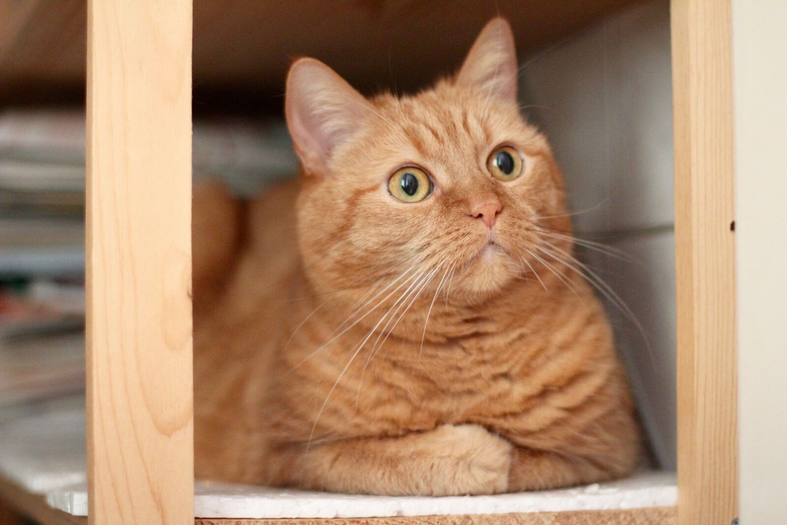 Canon EOS 600D (Rebel EOS T3i / EOS Kiss X5) + Canon EF 50mm F1.4 USM sample photo. Cat, attention, domestic cat photography