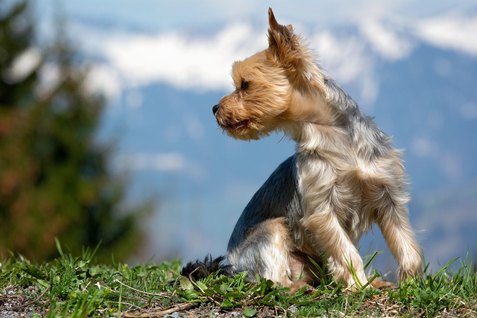Nikon D7100 sample photo. Dog, small, out photography