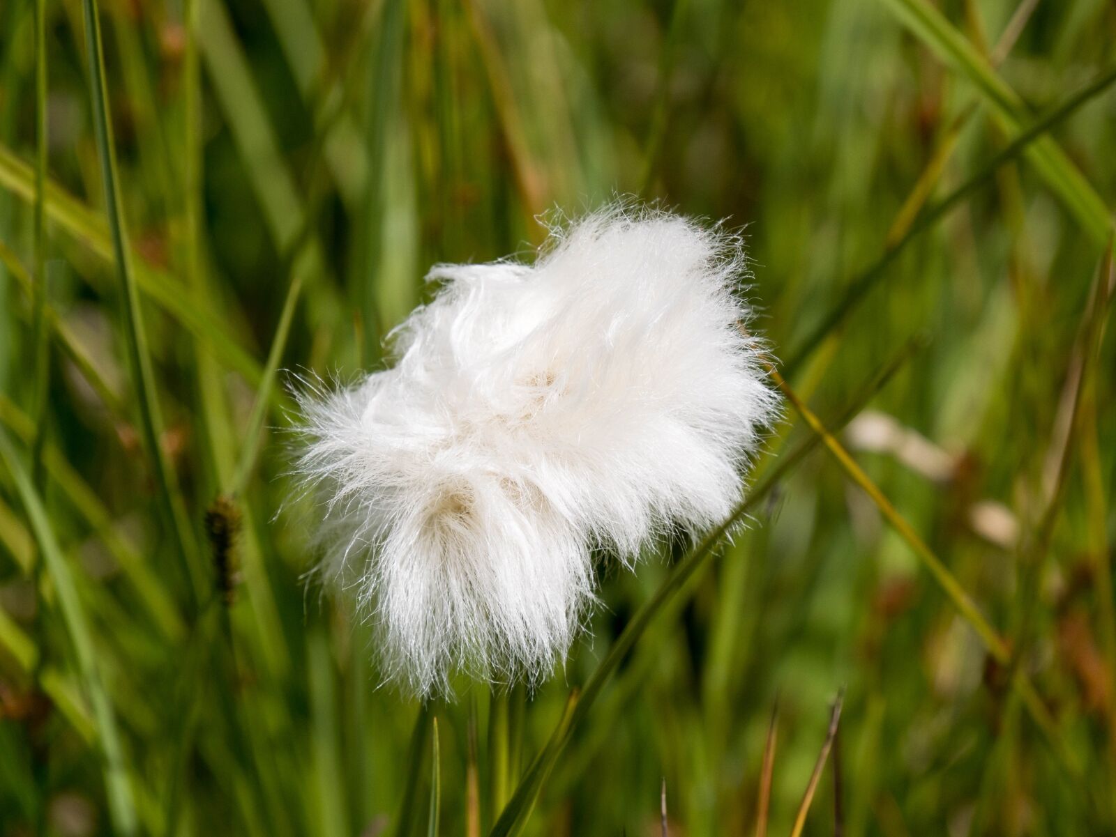 Panasonic DMC-G81 sample photo. Flowers, wool flower, alpine photography