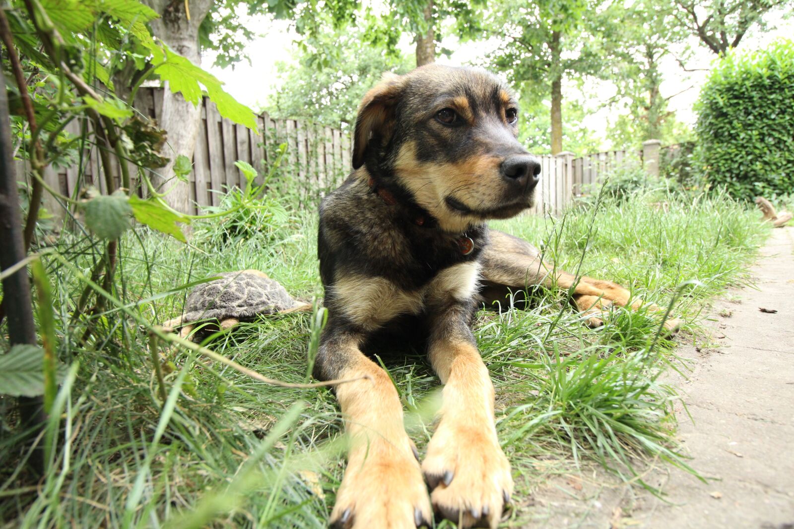 Canon EOS 1200D (EOS Rebel T5 / EOS Kiss X70 / EOS Hi) sample photo. Dog, romanian, rescue photography