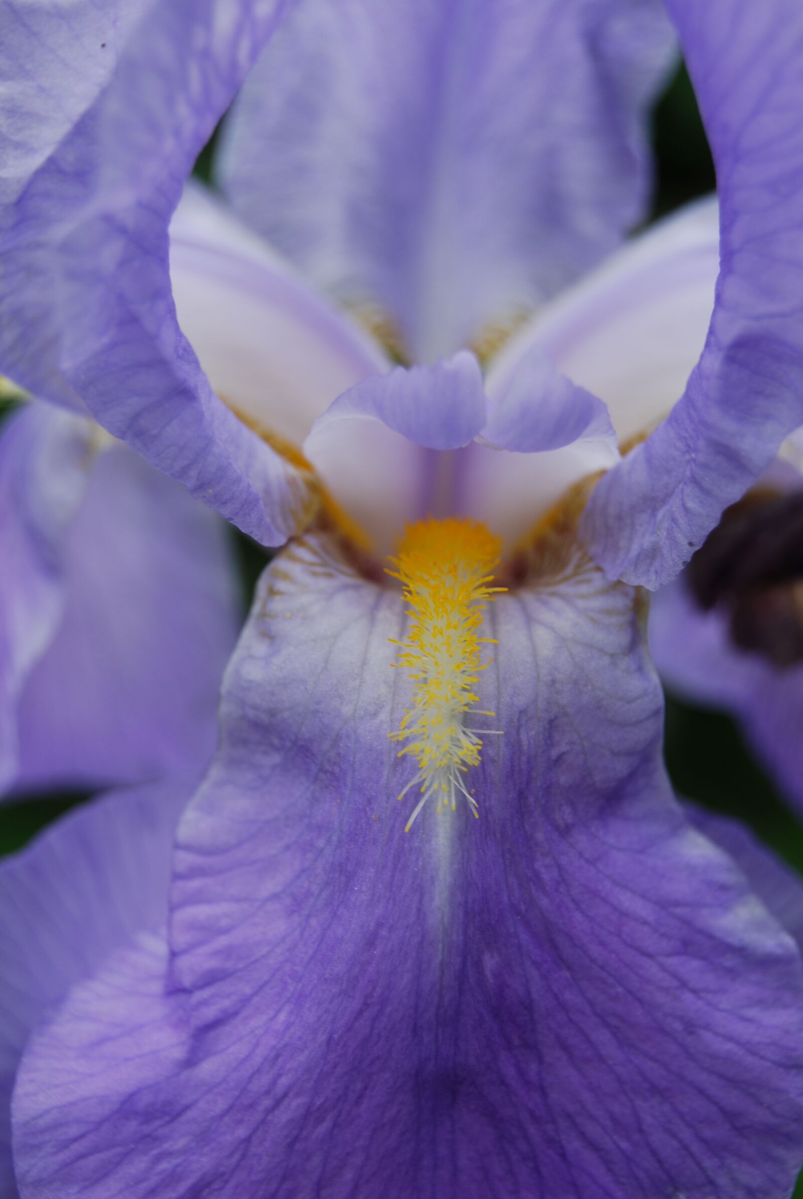 Nikon D40X sample photo. Blossom, bloom, purple flower photography