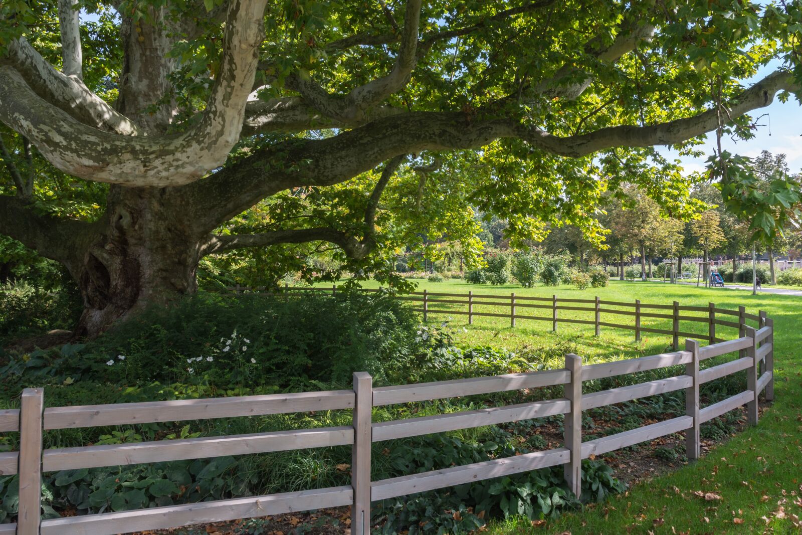Nikon D7100 sample photo. Old tree, tree, green photography