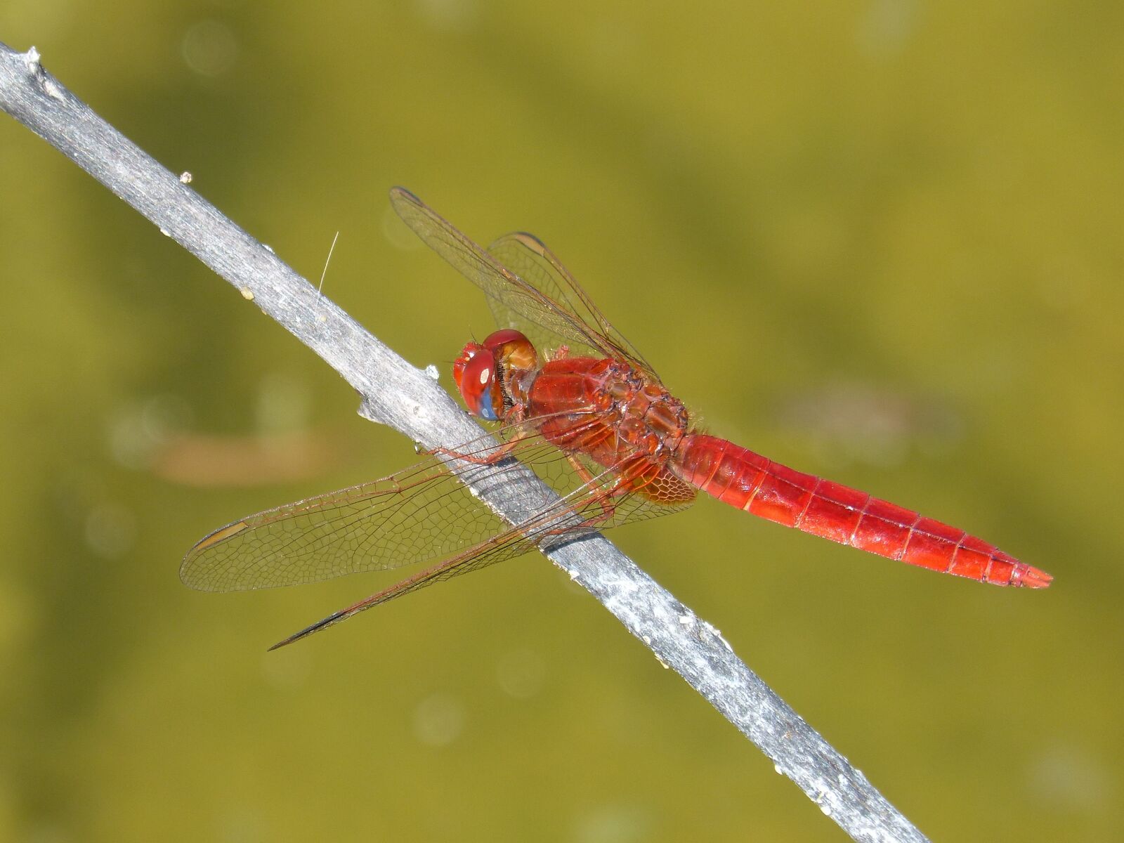 Panasonic DMC-FZ62 sample photo. Red dragonfly, branch, wetland photography