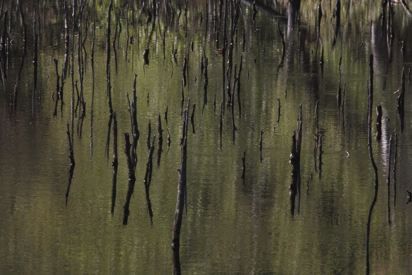 Canon EOS 1000D (EOS Digital Rebel XS / EOS Kiss F) sample photo. High moor, birch, mirroring photography