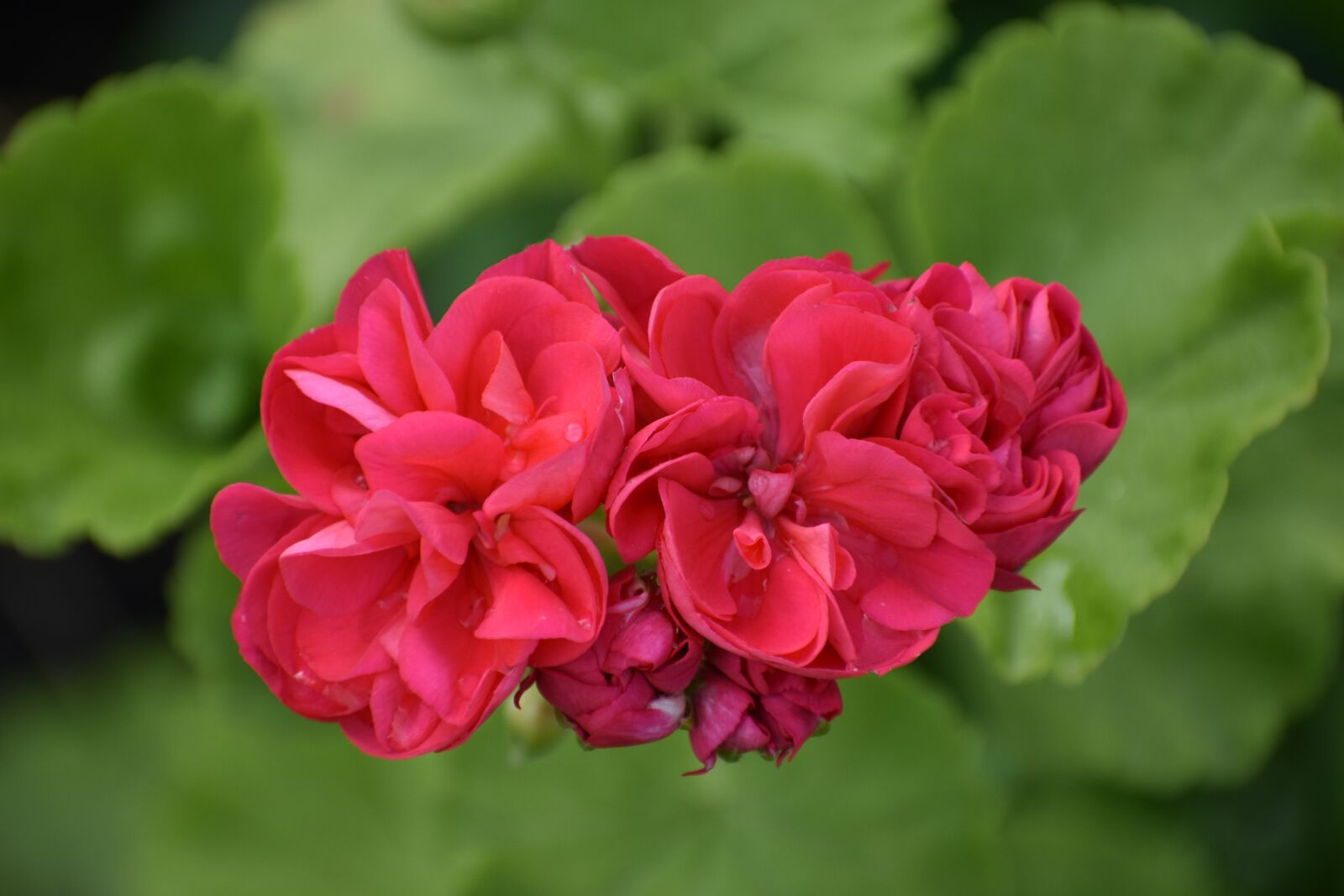 Nikon D3400 sample photo. Geranium, red, green photography