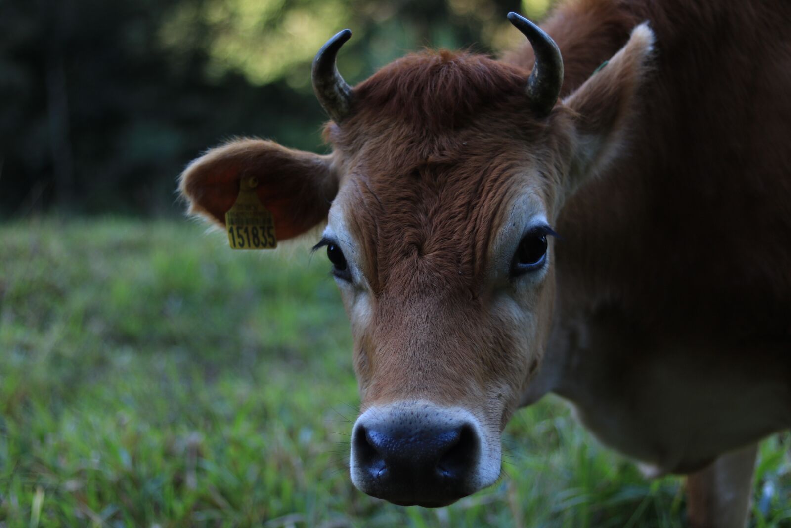 Canon EOS 750D (EOS Rebel T6i / EOS Kiss X8i) + Canon EF 50mm F1.8 STM sample photo. Cow, animals, cattle photography
