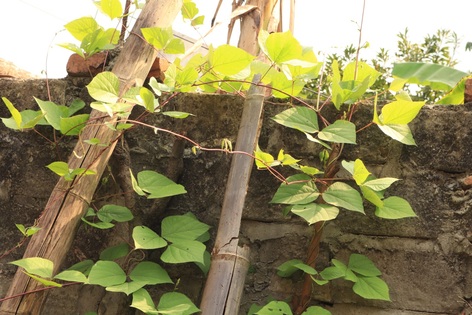 Canon EOS M50 (EOS Kiss M) sample photo. The leaves, wall, tree photography