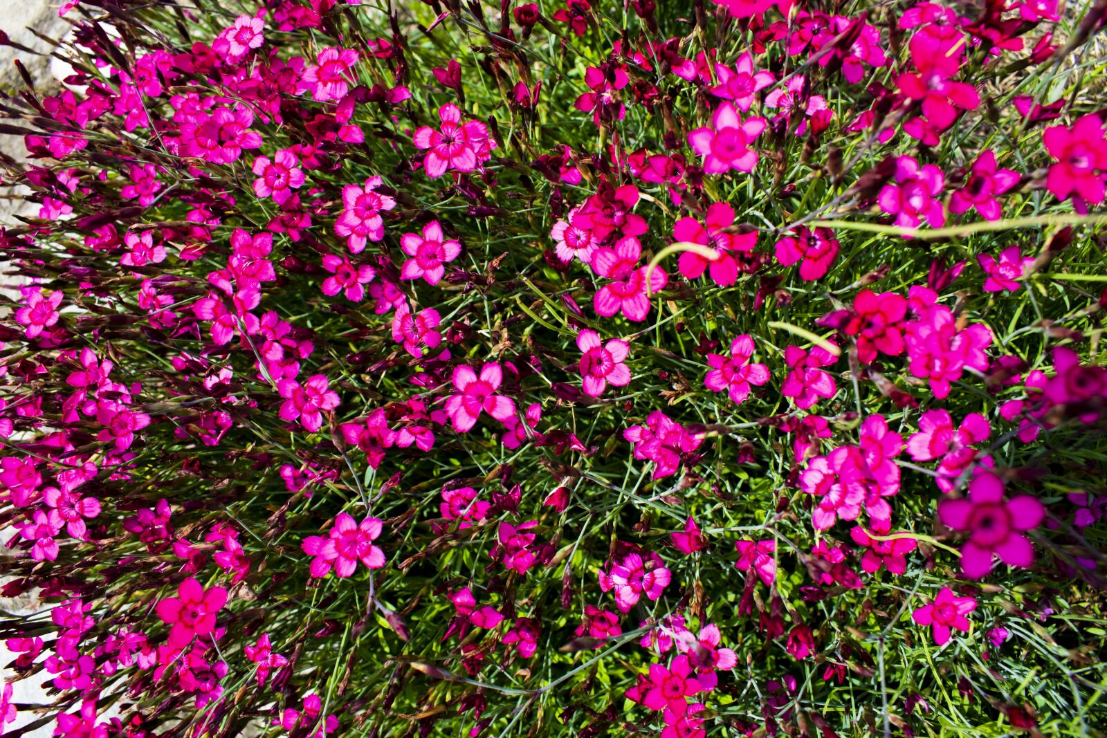 Nikon D3500 sample photo. Flowers, bloom, carnation photography