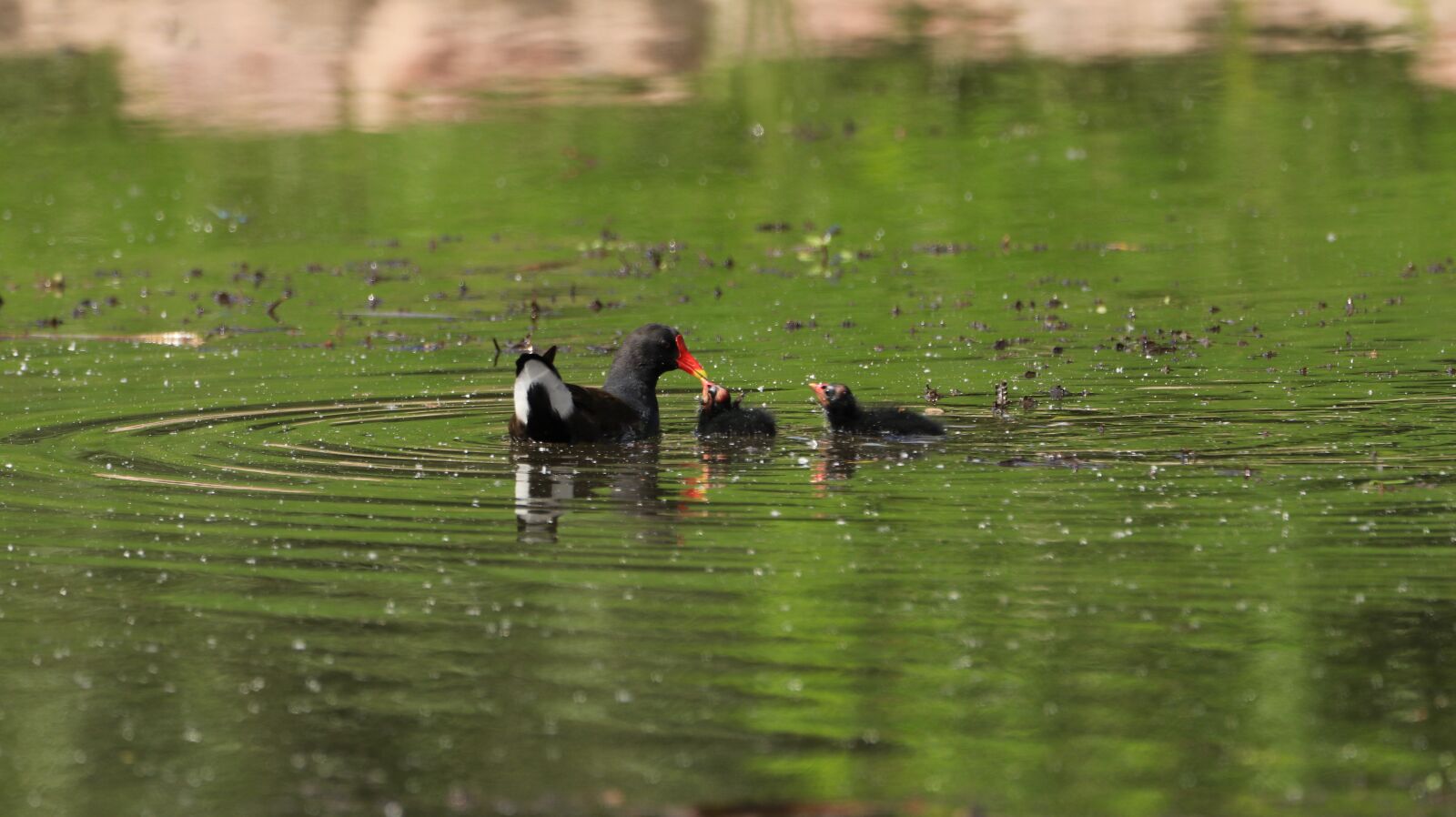 150-600mm F5-6.3 DG OS HSM | Contemporary 015 sample photo. Moorhen, reed, pond photography