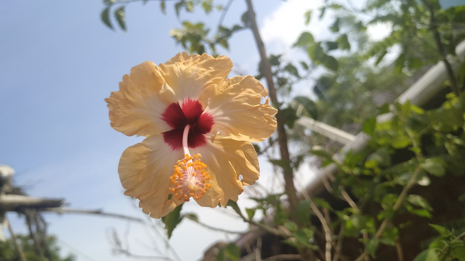 Xiaomi Redmi Note 6 Pro sample photo. Flower, beauty, nature photography