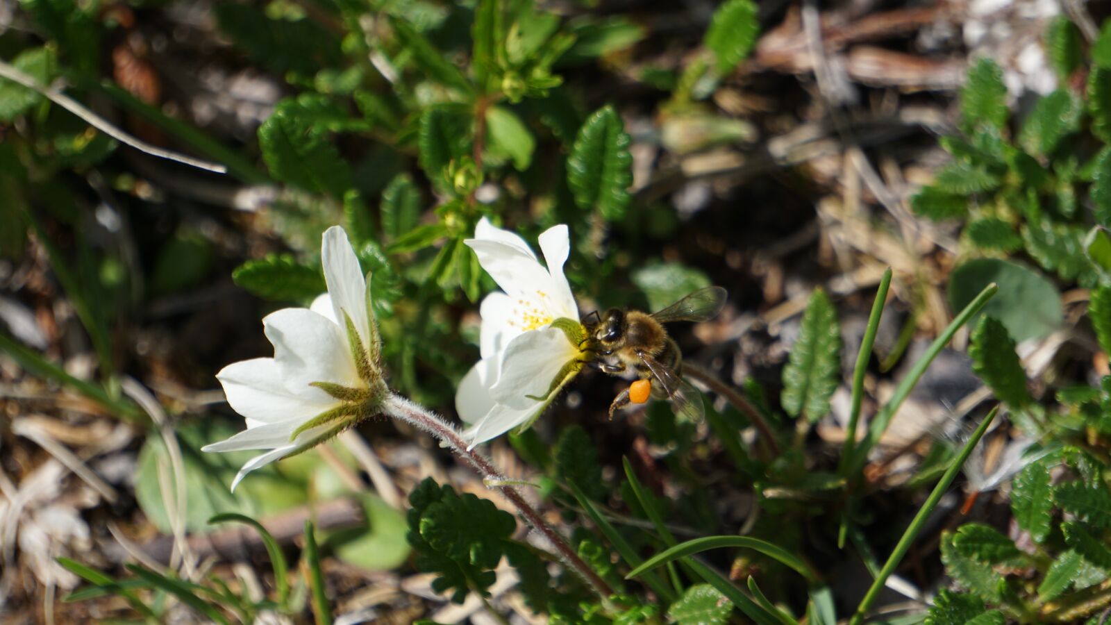 Sony E 55-210mm F4.5-6.3 OSS sample photo. Hummel, pollen, blossom photography