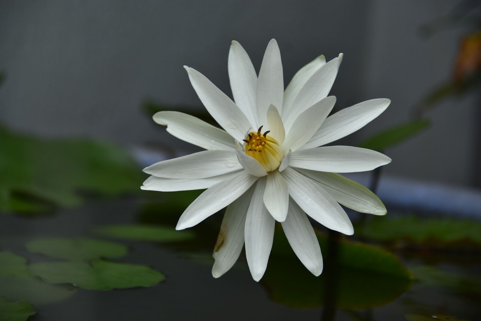 Nikon D7200 sample photo. Plant, flower, water lily photography