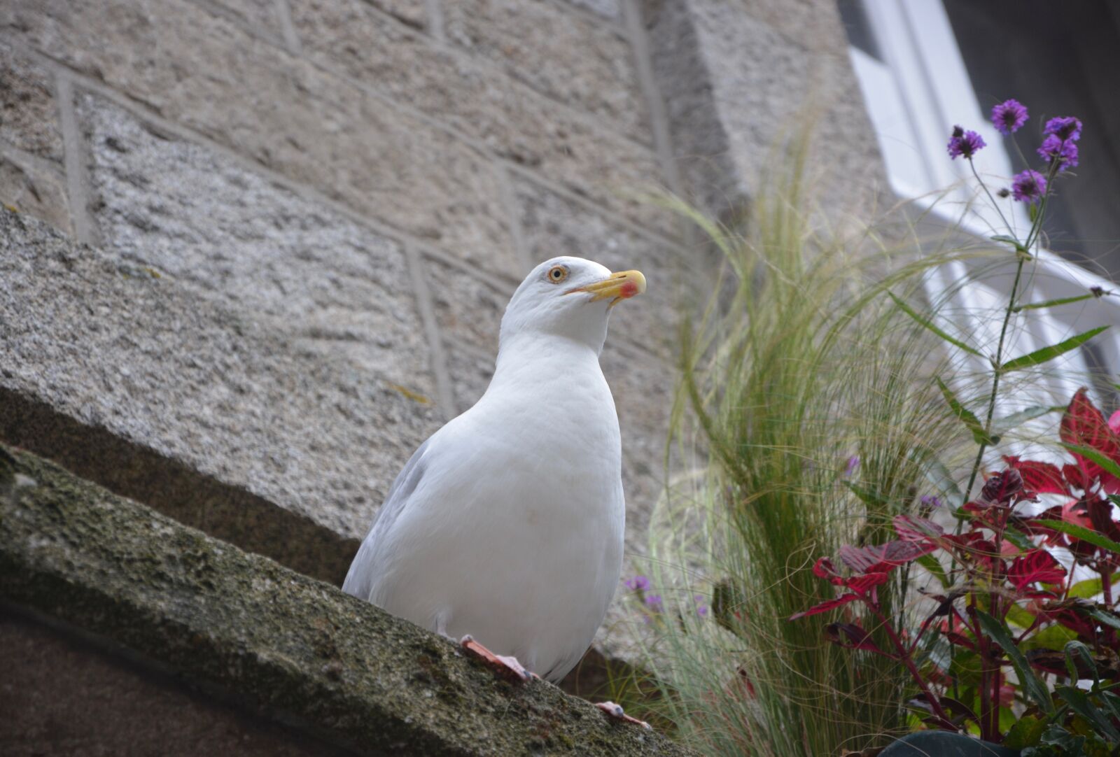 Nikon D5200 sample photo. Gull, seabird, sea photography