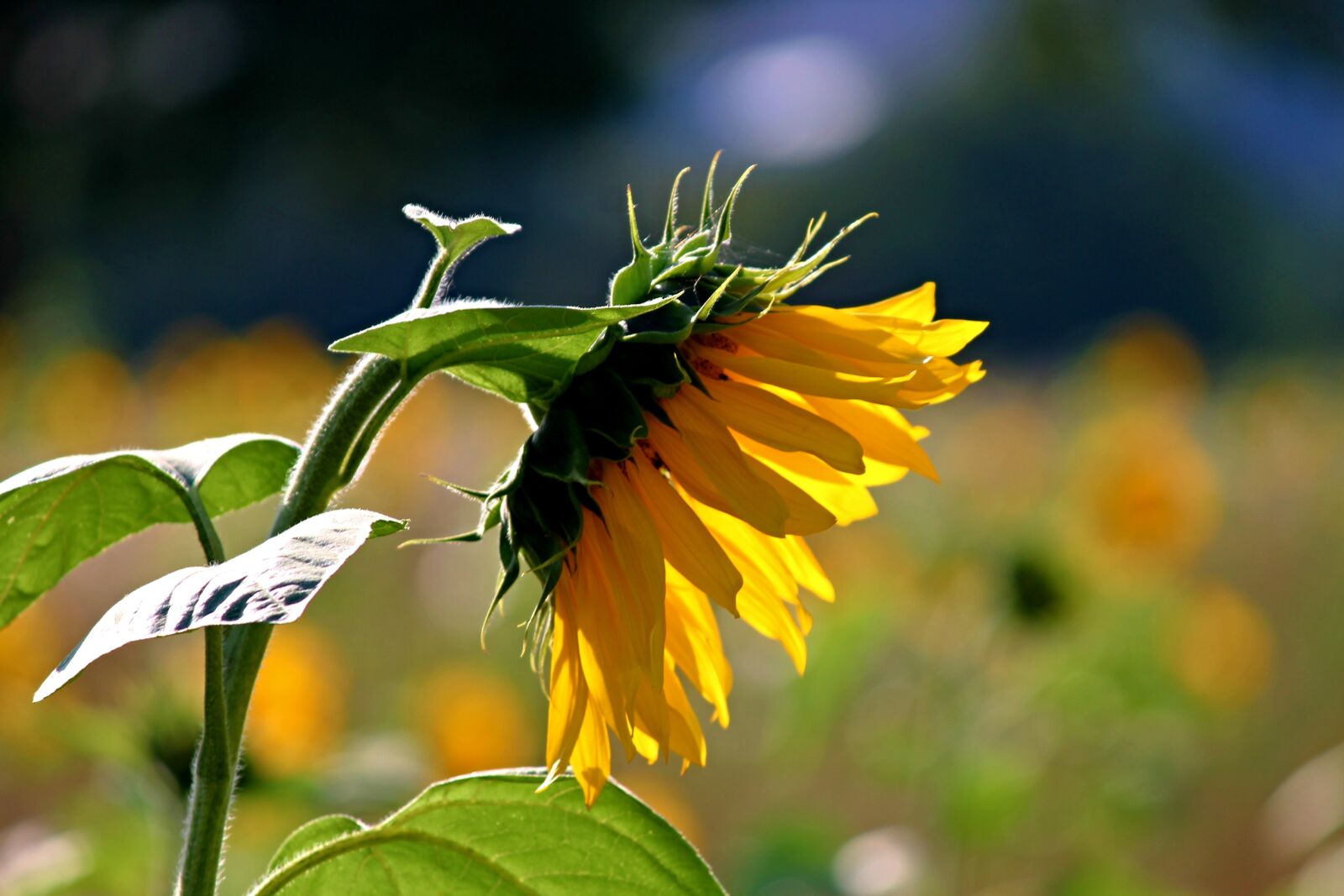 Canon EOS 1100D (EOS Rebel T3 / EOS Kiss X50) sample photo. Sunflower, blossom, bloom photography