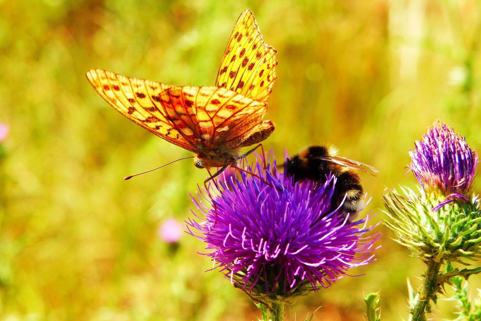 Panasonic Lumix DMC-FZ200 sample photo. Dostojka hollis, butterfly day photography