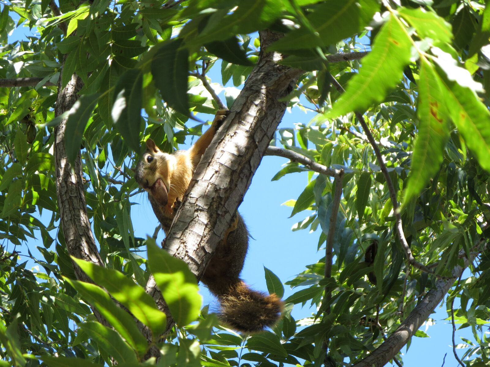 Canon PowerShot ELPH 330 HS (IXUS 255 HS / IXY 610F) sample photo. Squirrel, tree, pecan photography