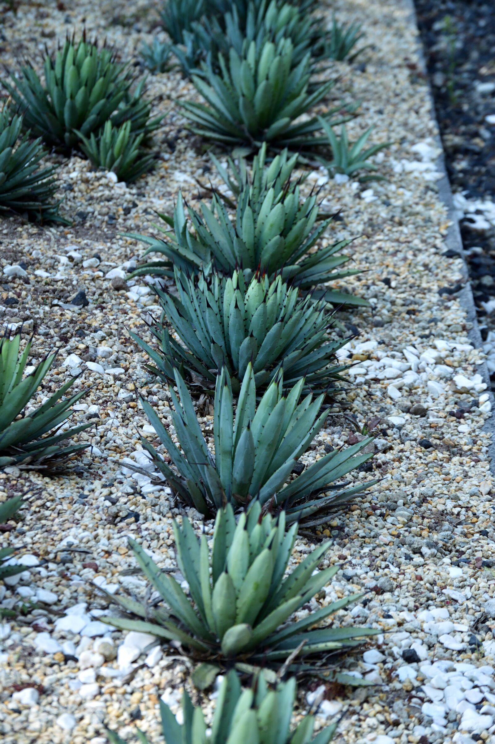Nikon D3200 sample photo. Park, outdoors, agave photography