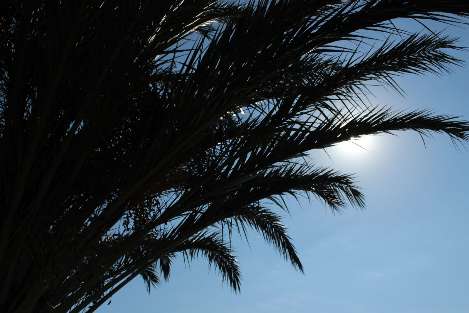 Canon EOS 600D (Rebel EOS T3i / EOS Kiss X5) sample photo. Palm trees, palm fronds photography