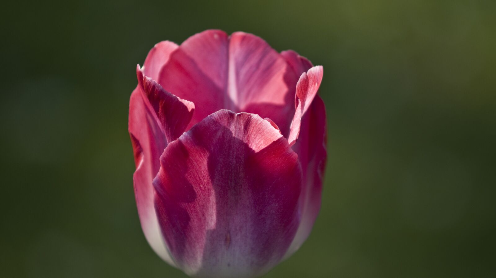 Minolta AF 70-210mm F4 Macro sample photo. Tulip, flower, floral photography
