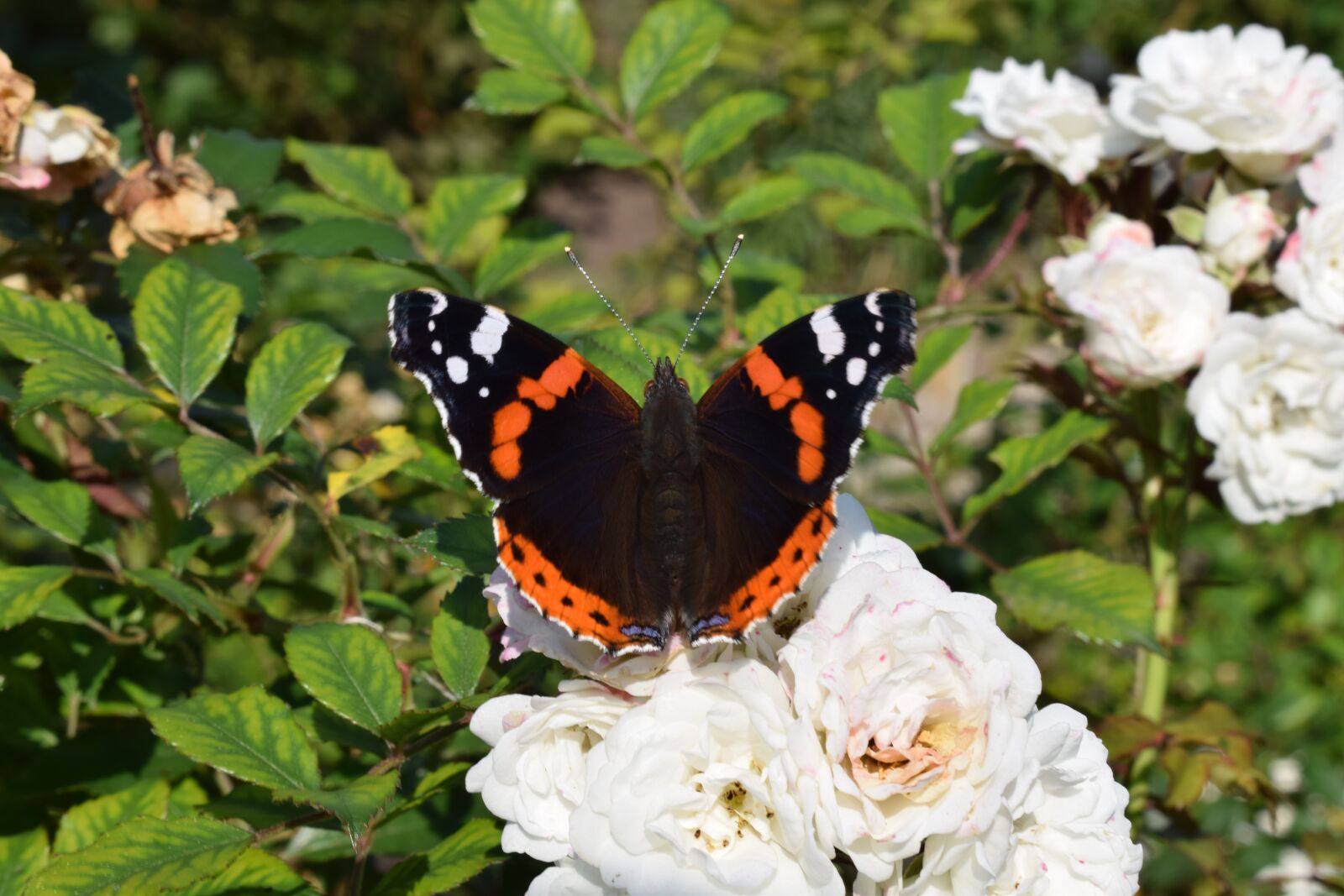 Nikon D3300 sample photo. Butterfly, nature, bug photography