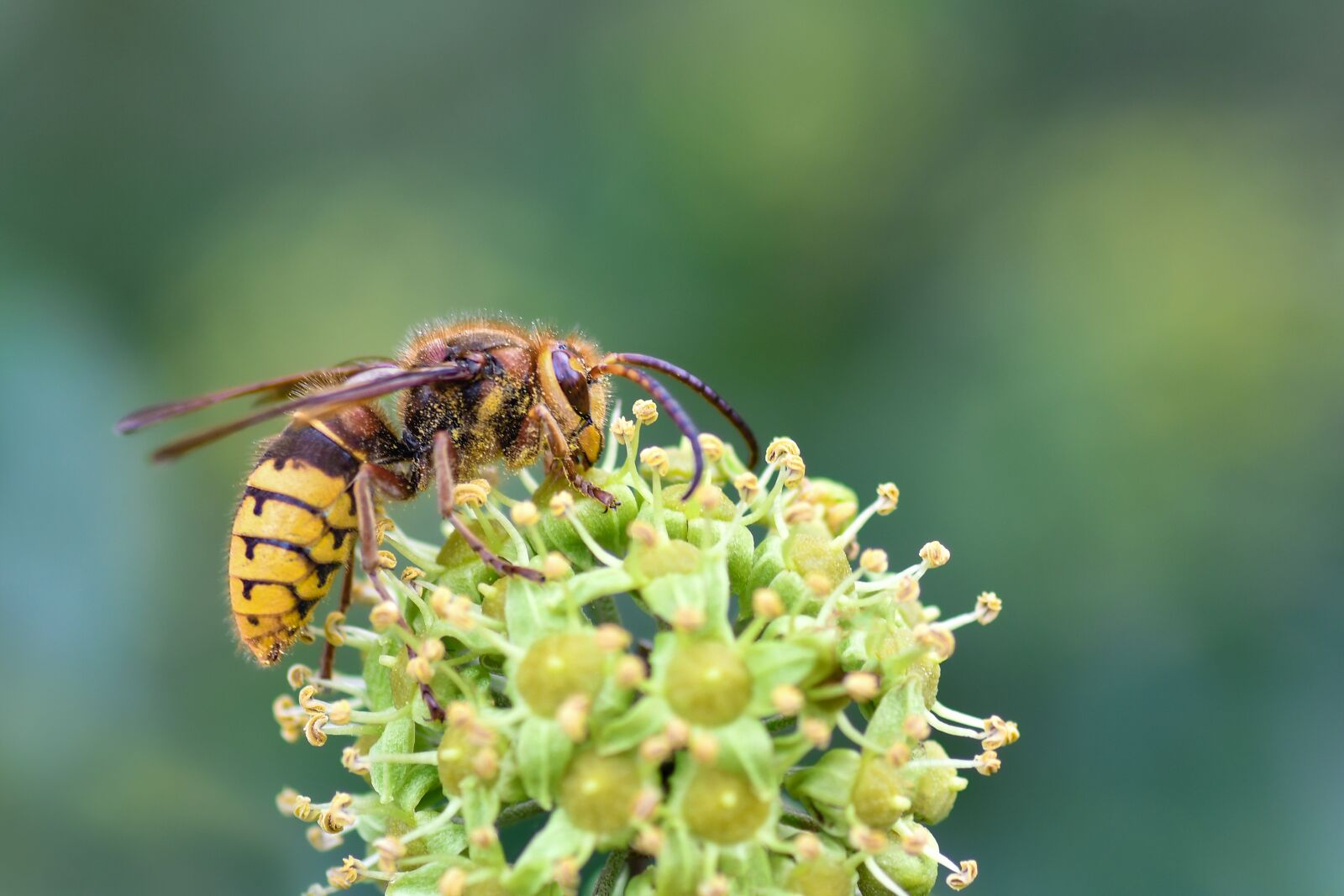 Nikon D500 sample photo. Wasp, insect, forage photography