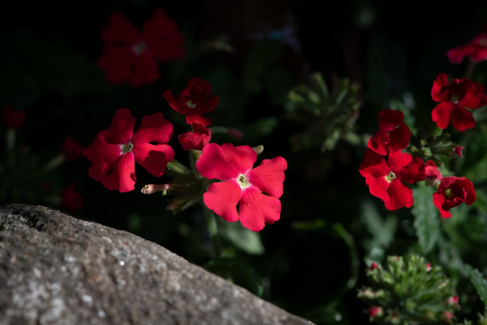Nikon D750 sample photo. Flower, flowers, red photography