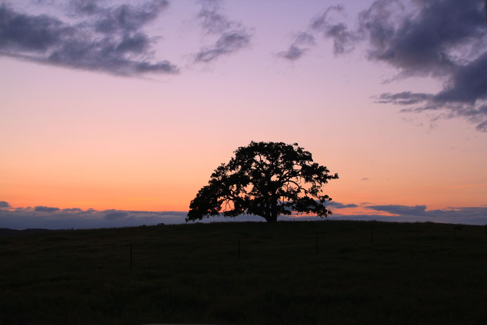 Canon EOS 550D (EOS Rebel T2i / EOS Kiss X4) sample photo. Tree, oak, sunset photography