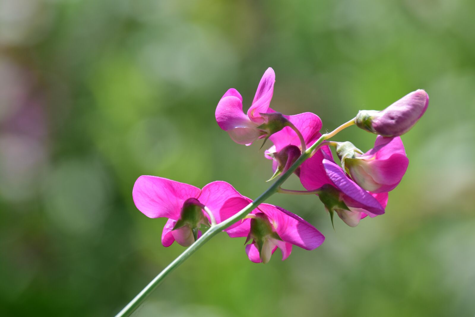 Nikon D3300 sample photo. Ziererbse, pea flower, blossom photography