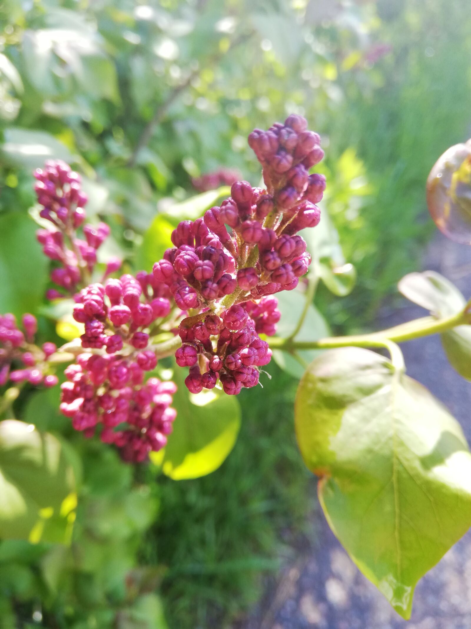HUAWEI P20 lite sample photo. Lilac, day, tree photography
