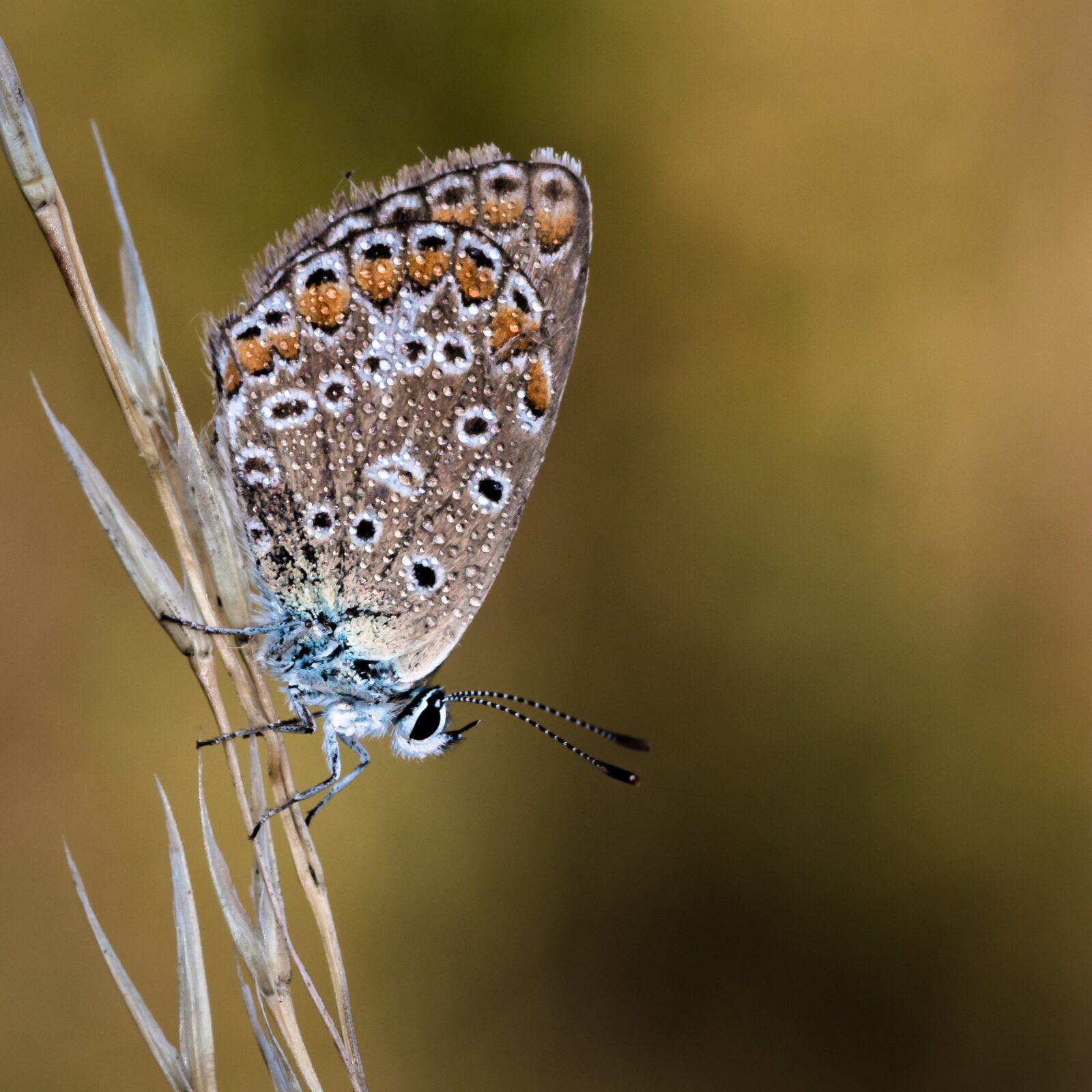 Canon EOS 70D sample photo. Butterfly, insect, macro photography