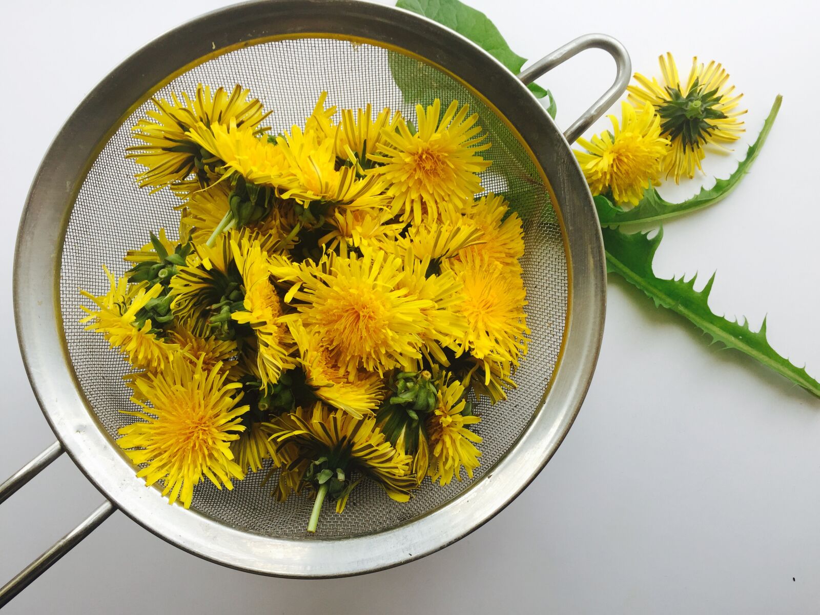 iPhone 6 back camera 4.15mm f/2.2 sample photo. Dandelion, flower, forage, foraging photography