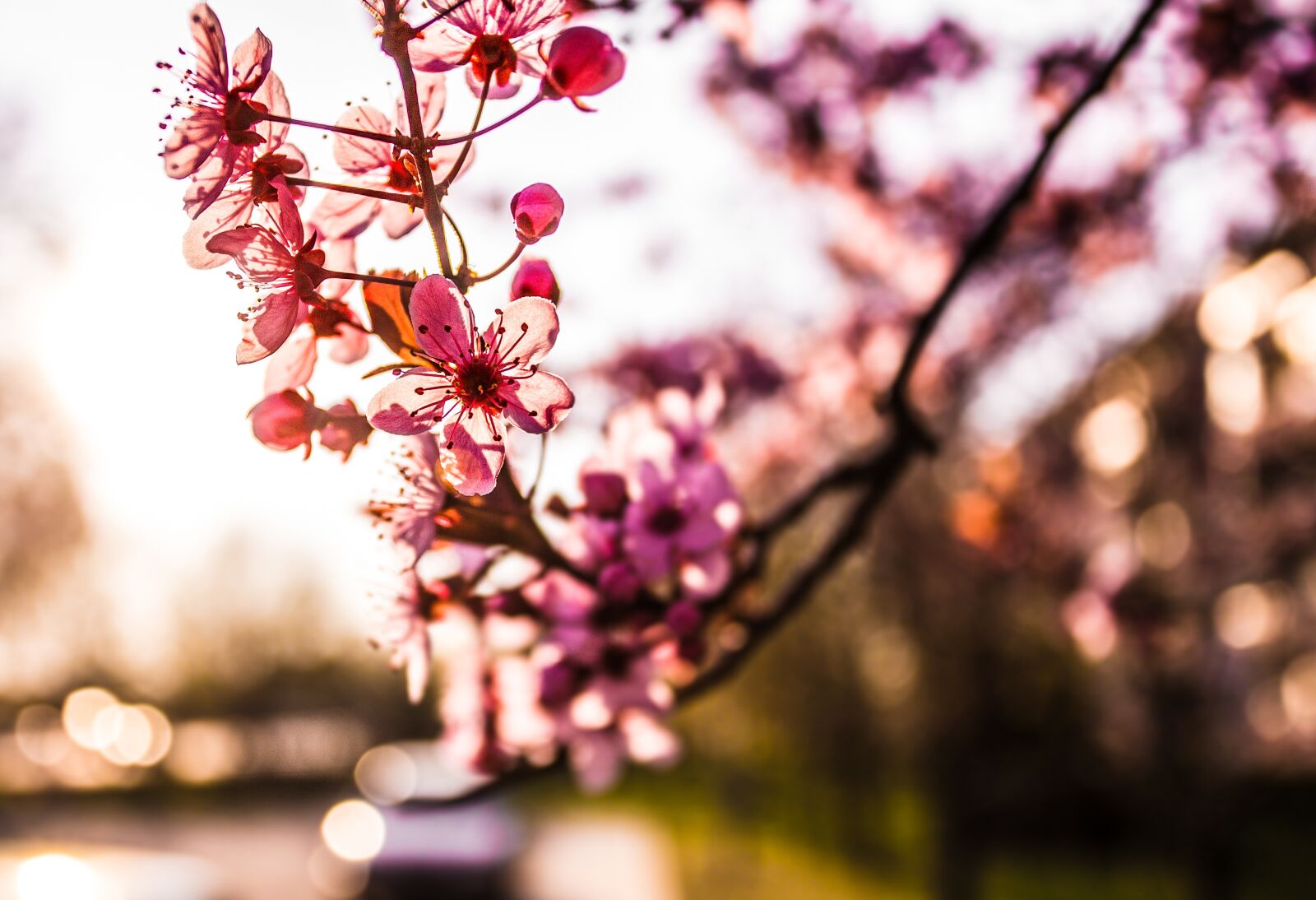 Canon EOS 6D + Canon EF 17-40mm F4L USM sample photo. Spring, blooms, flowers photography